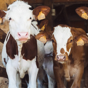 Cremerías Michoacana 05